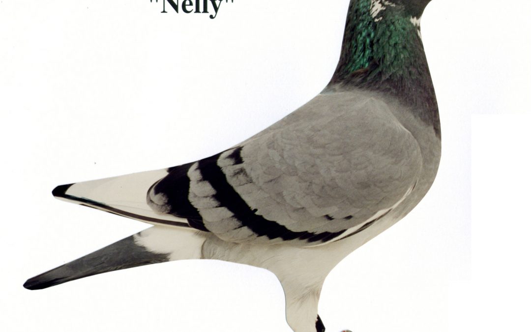 “Nelly”