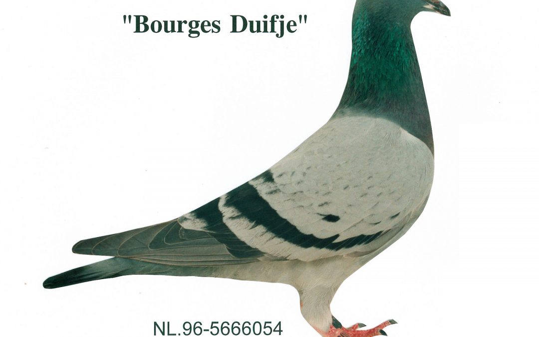 “Bourges duif”