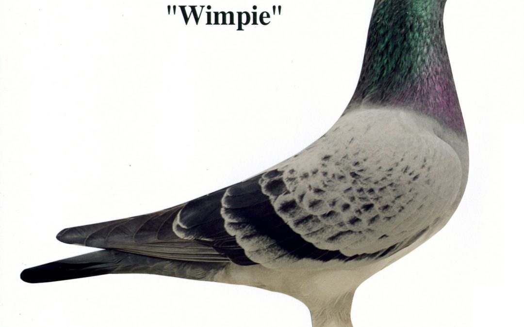 “Wimpie”